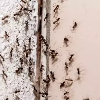 ants-on-wall