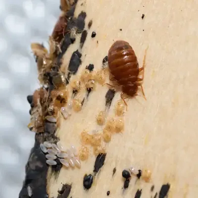 bed bugs on mattress