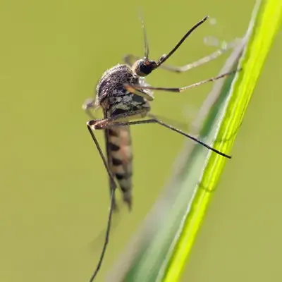 mosquito on grass